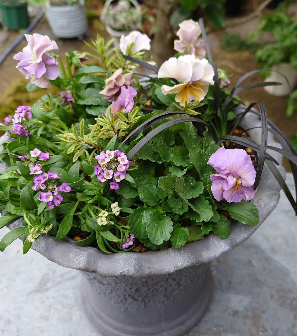 寄せ植え花 ローランサングレーの通販｜www.reigneleven.com