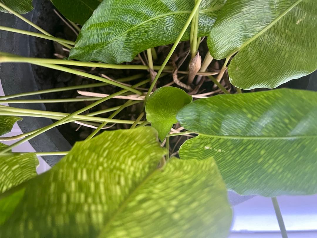 カラテアムサイカ　希少　観葉植物　鉢付