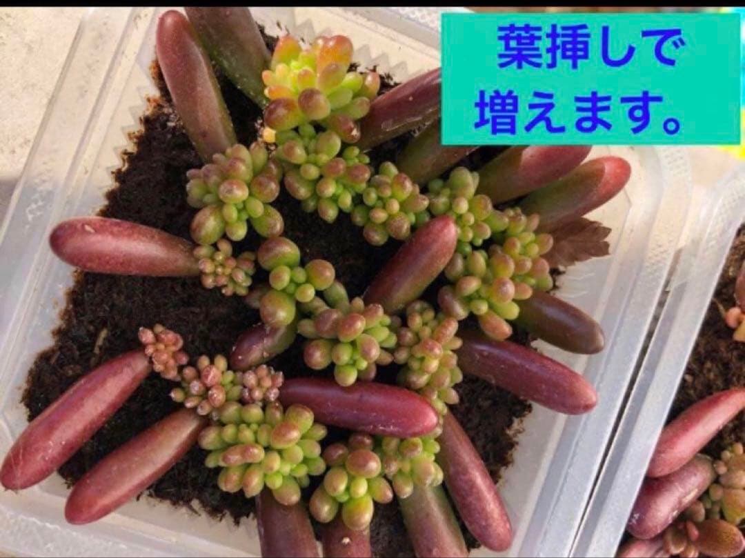虹の玉　脱落葉50個
