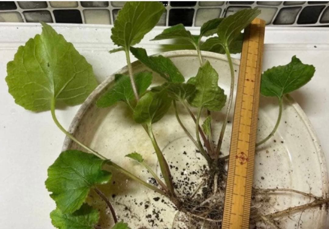 ホタルブクロ　ピンク　大小2苗