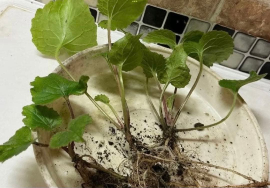 ホタルブクロ　ピンク　大小2苗