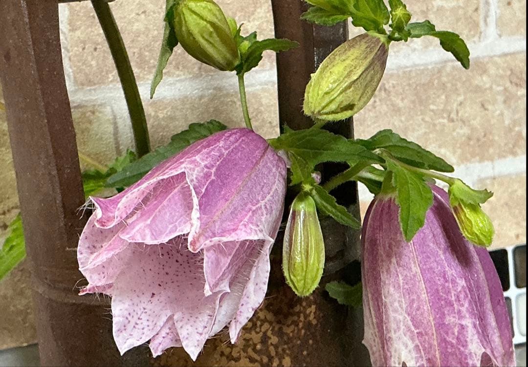 ホタルブクロ　ピンク　大小2苗