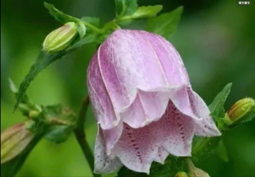 ホタルブクロ　ピンク　大小2苗