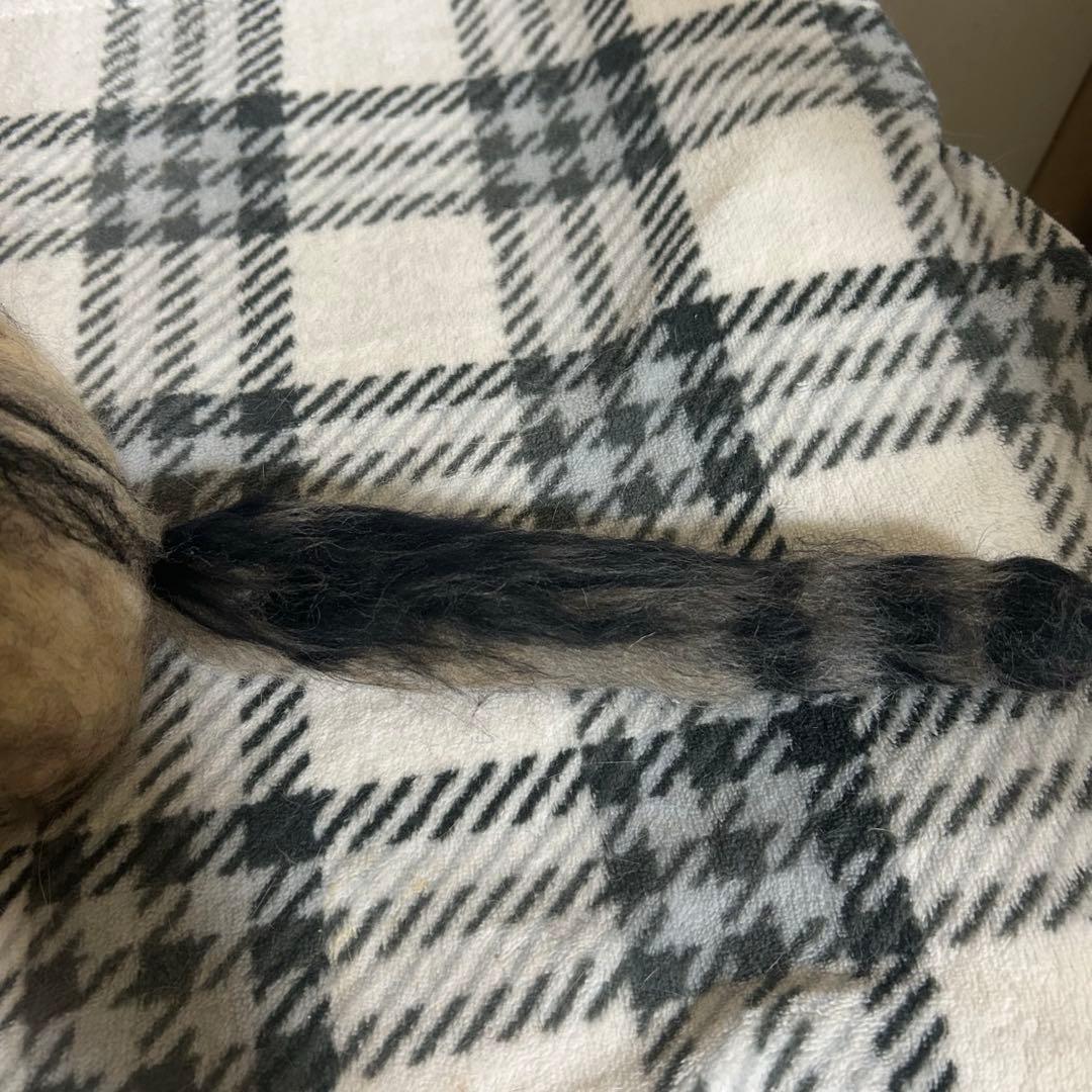 羊毛フェルト 猫