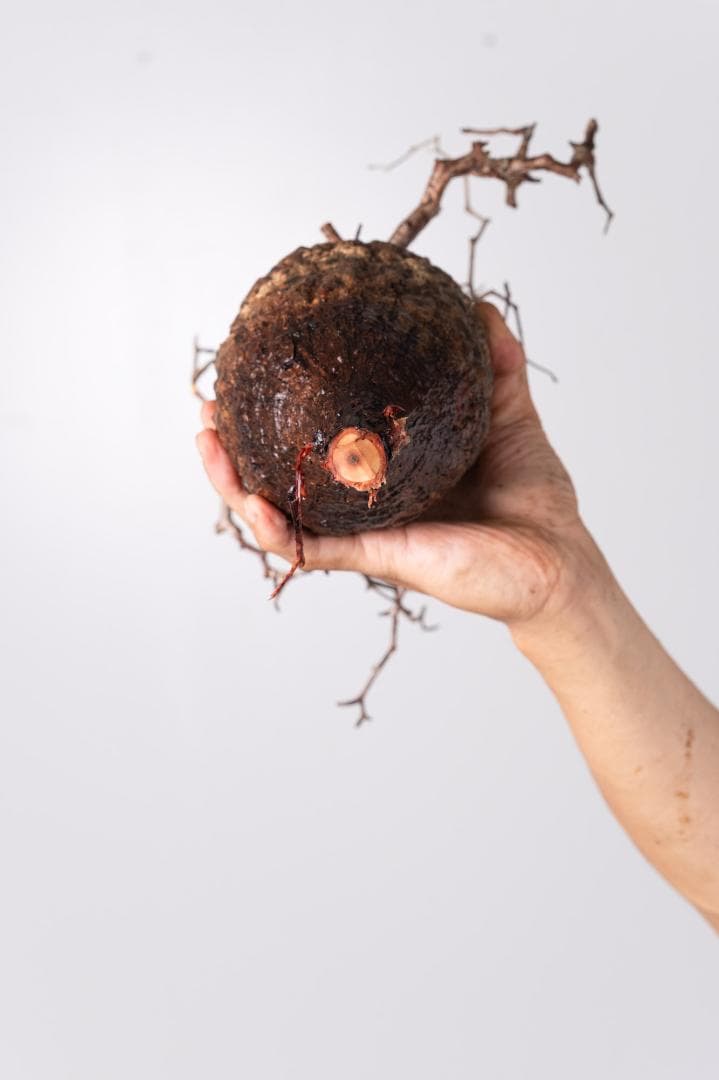 LP75 オペルクリカリア パキプス コーデックス ベアルート株