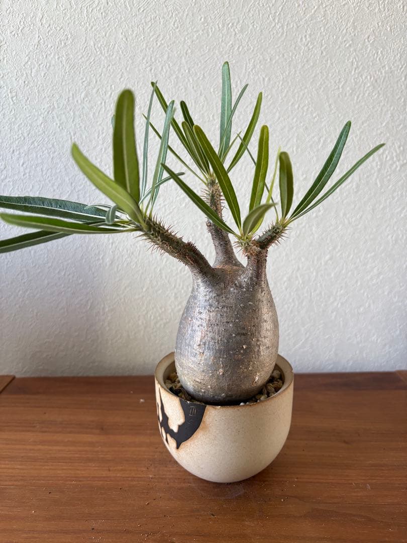 パキポディウム　グラキリス　穴有り　バリエム鉢付き