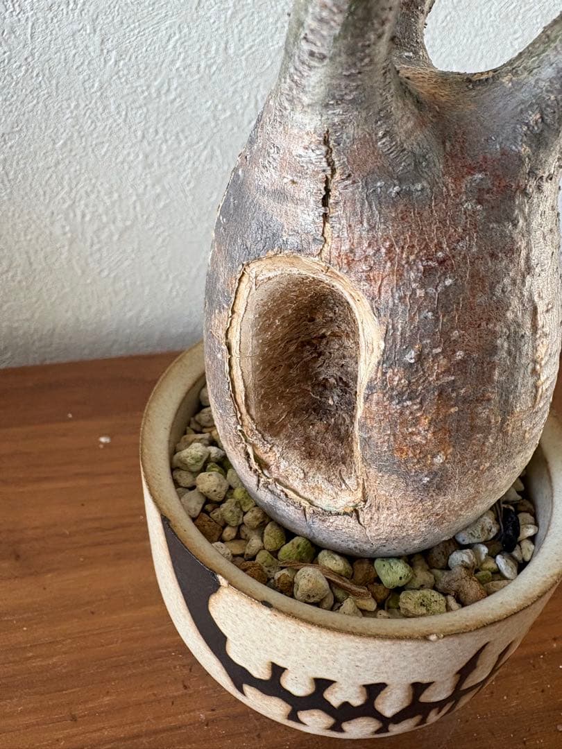 パキポディウム　グラキリス　穴有り　バリエム鉢付き