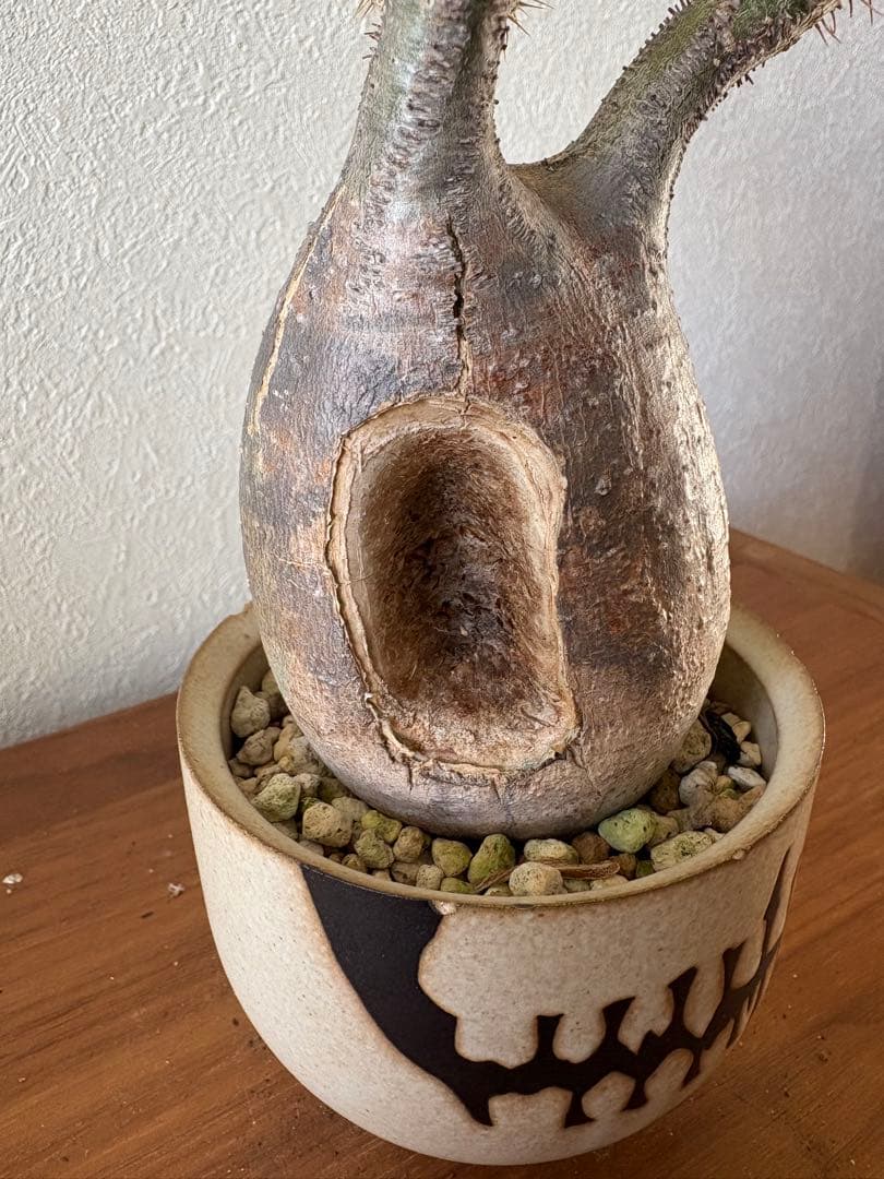 パキポディウム　グラキリス　穴有り　バリエム鉢付き