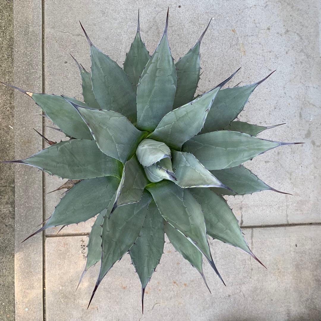 青メリコ　　大株