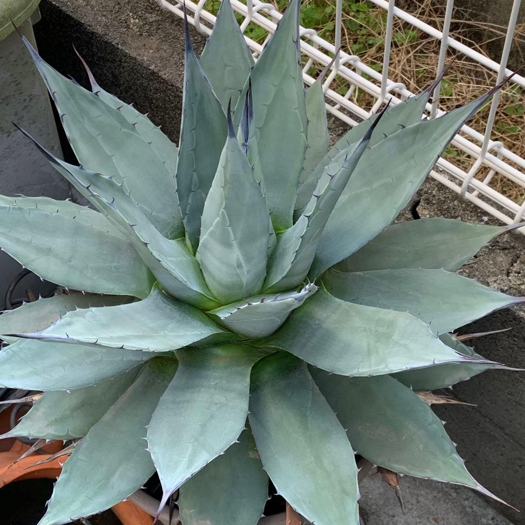 青メリコ　　大株