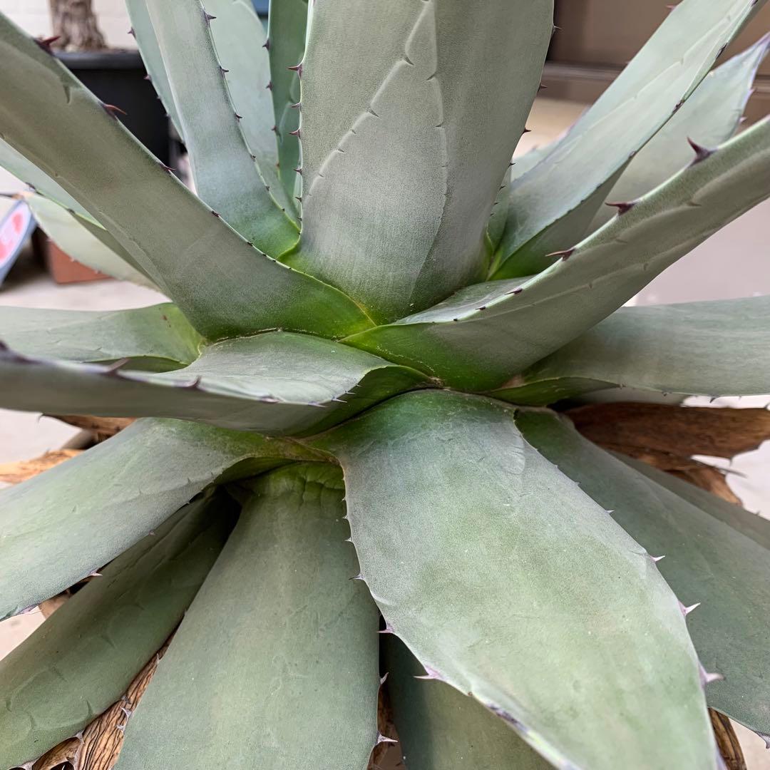 青メリコ　　大株