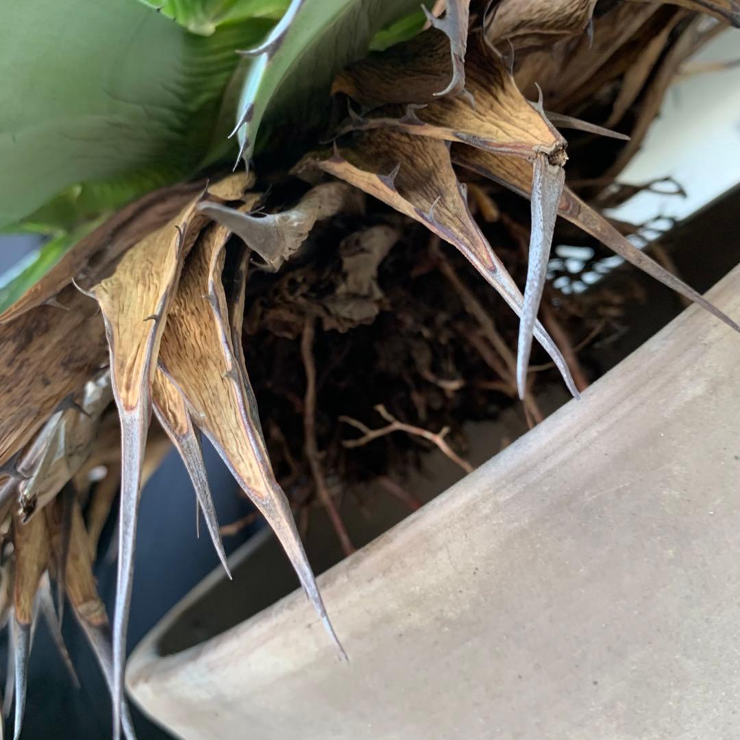 青メリコ　　大株