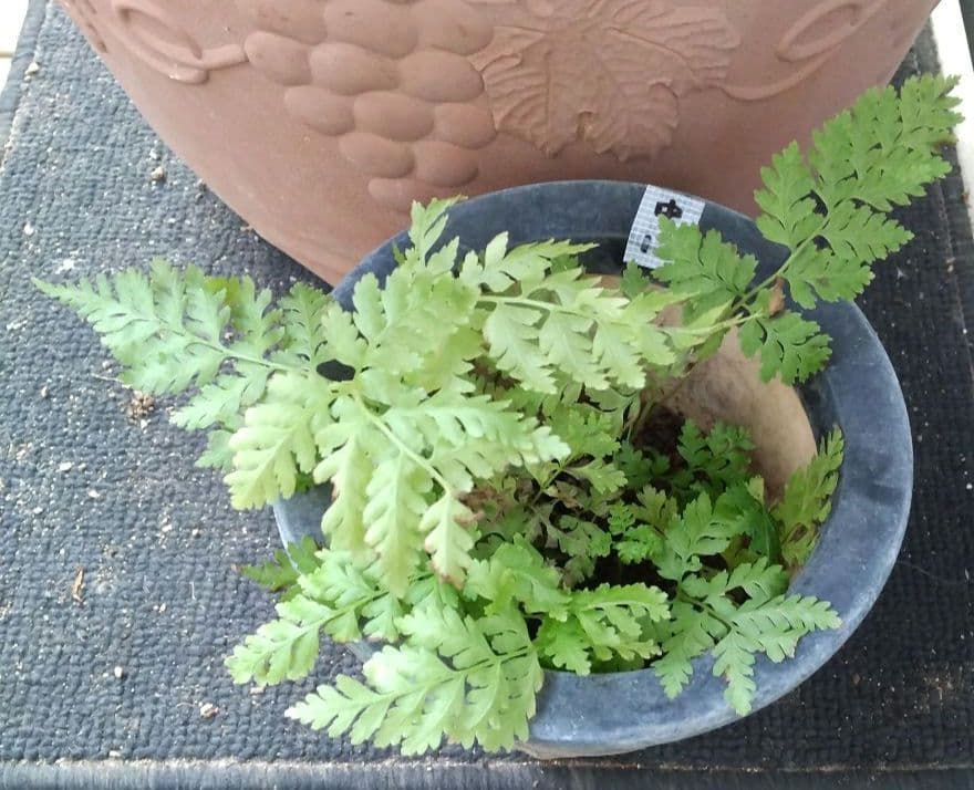 ワケアリ 中⑫ 品種不明シダ