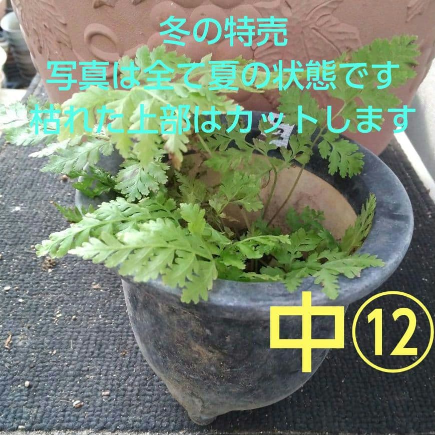 ワケアリ 中⑫ 品種不明シダ