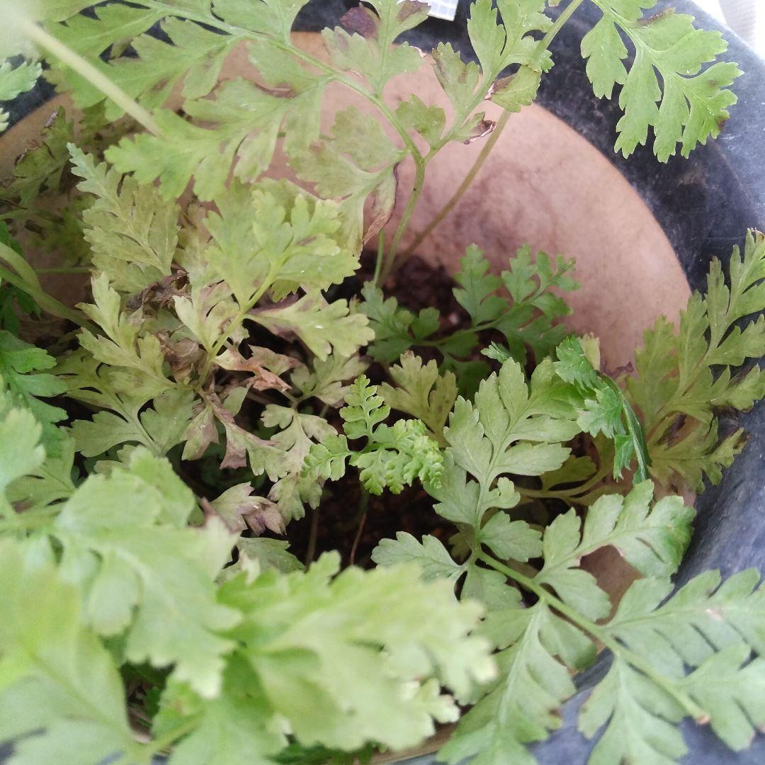 ワケアリ 中⑫ 品種不明シダ