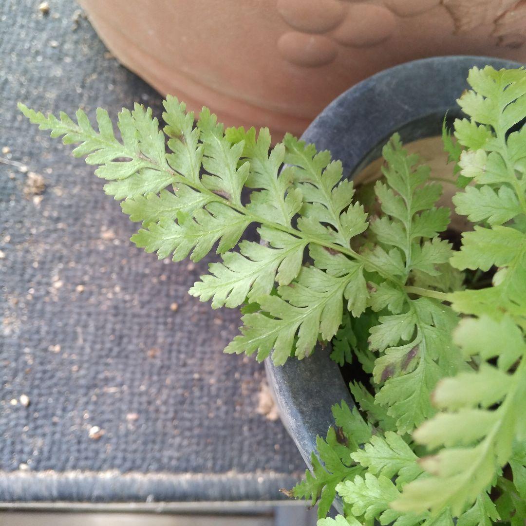 ワケアリ 中⑫ 品種不明シダ