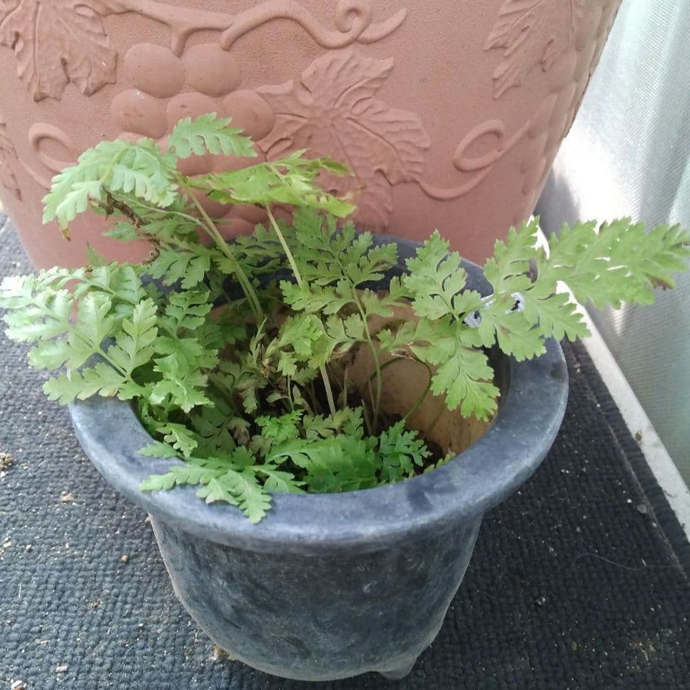 ワケアリ 中⑫ 品種不明シダ