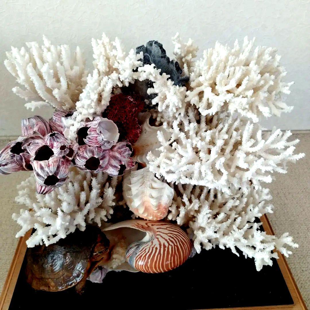 美品 珊瑚礁 置物 ガラスケース入り 特大 48cm - メルカリ