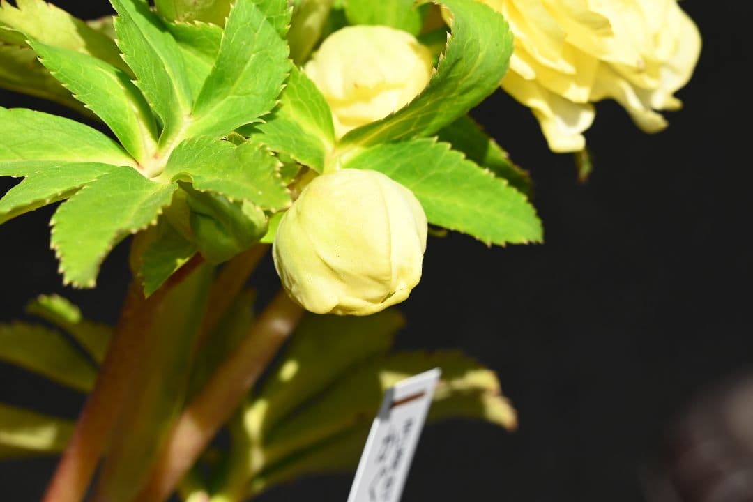 クリスマスローズ 認定かぐや姫多弁系イエロー 加藤農園 - メルカリ