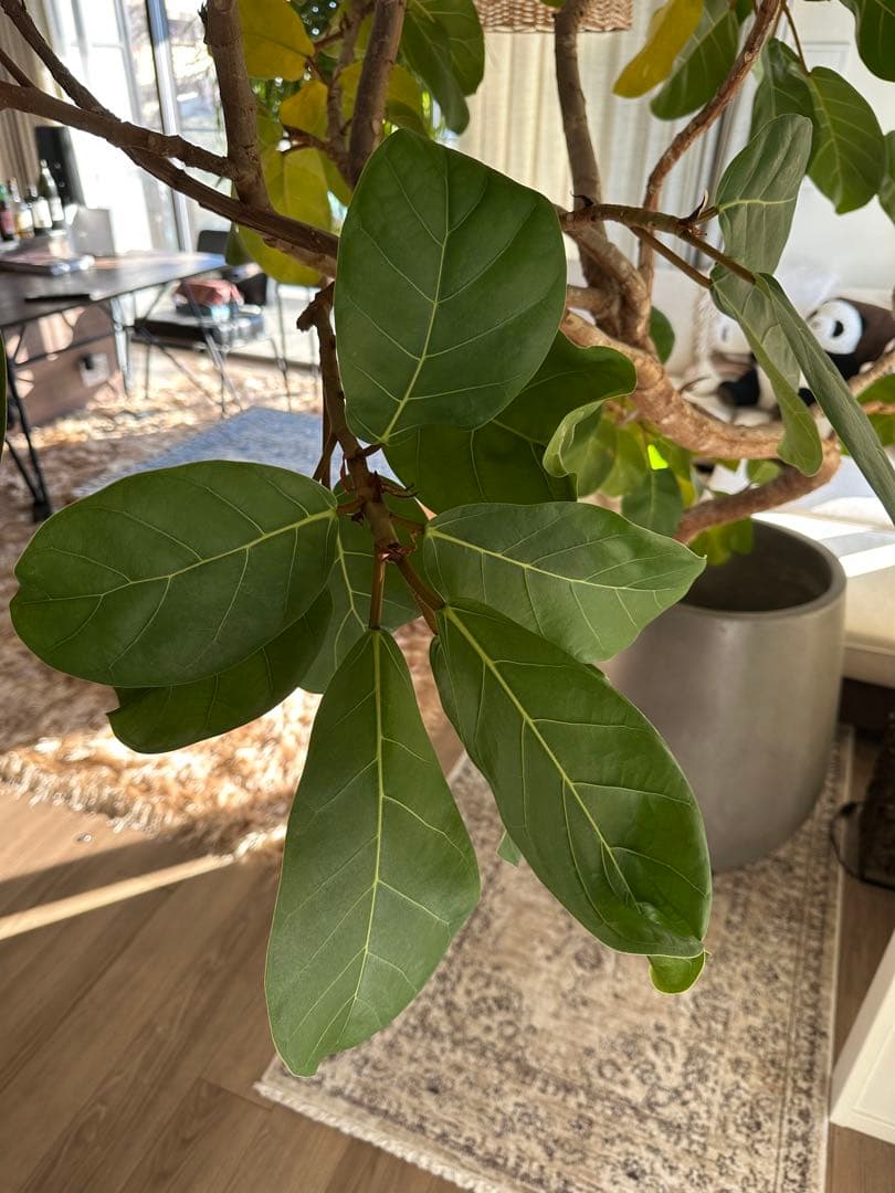 アフリカンプリンス/フィカス属の室内向け観葉植物 ※写真灰色の鉢付き