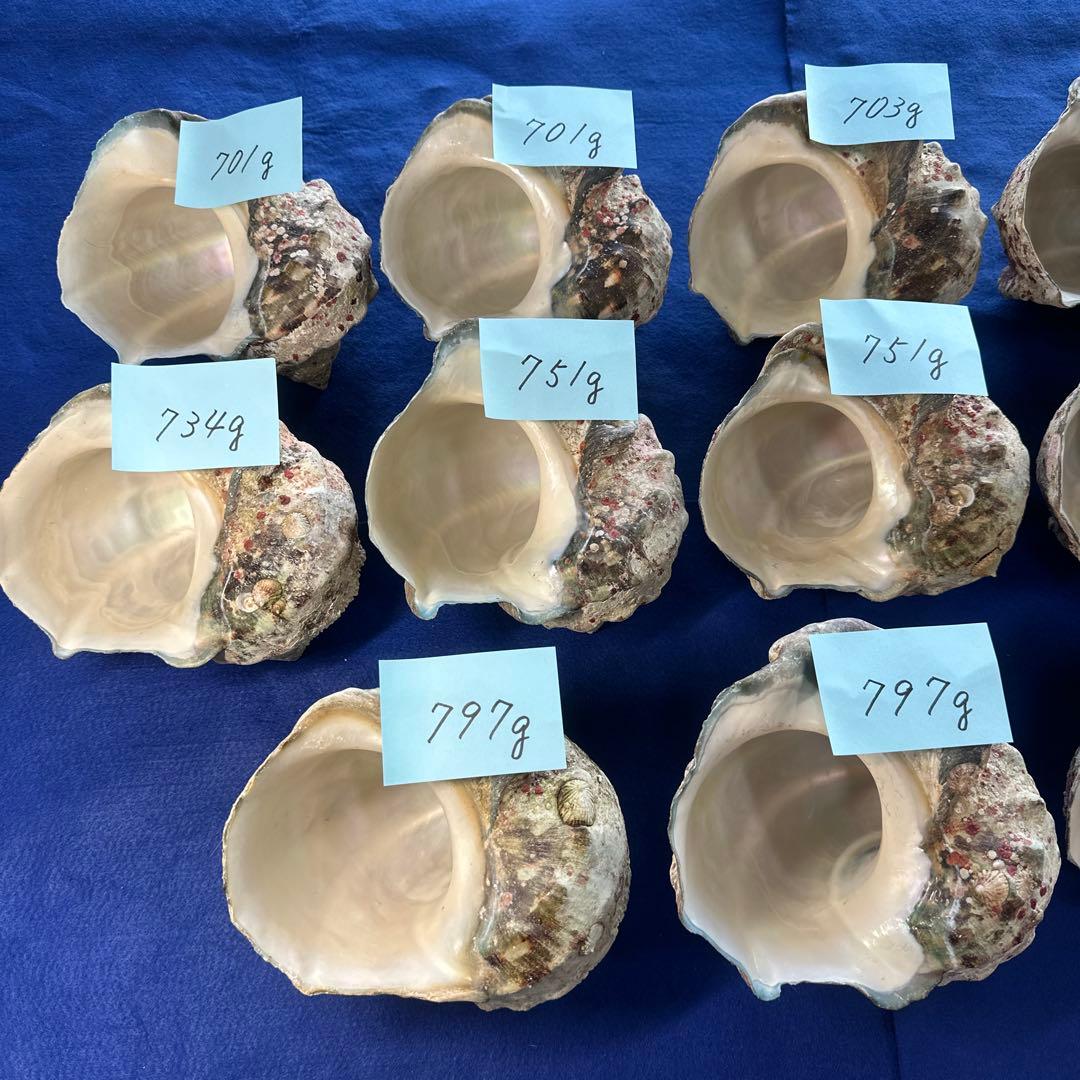 夜光貝　ヤコウ貝　まとめ売り　13個　9、7kg アクセサリー　ルアー