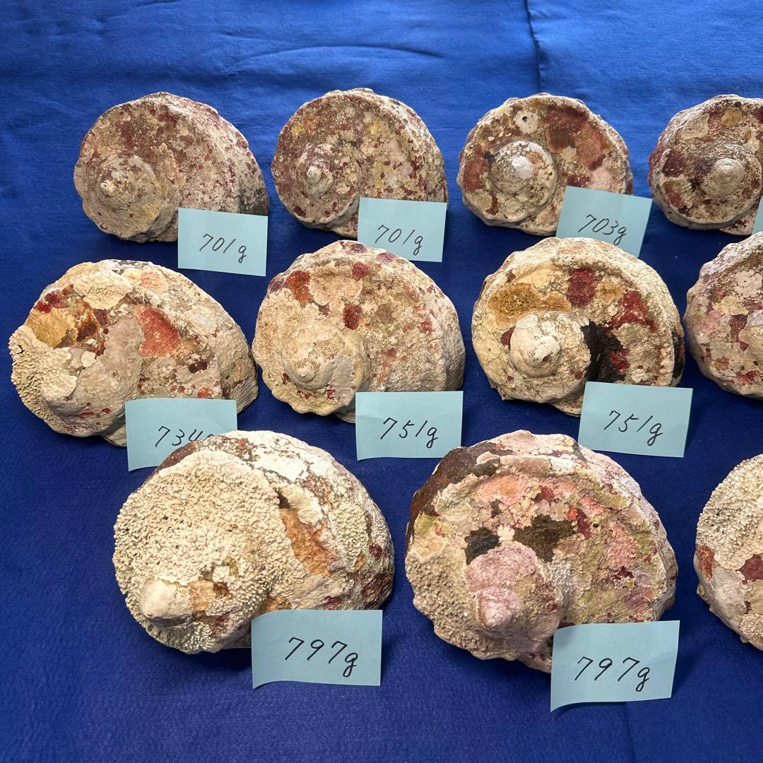 夜光貝　ヤコウ貝　まとめ売り　13個　9、7kg アクセサリー　ルアー