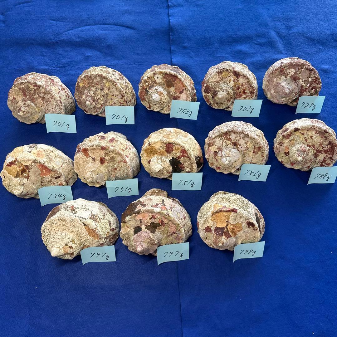 夜光貝　ヤコウ貝　まとめ売り　13個　9、7kg アクセサリー　ルアー