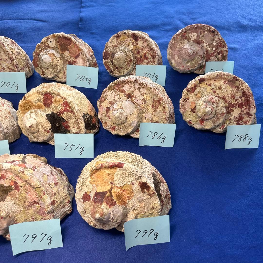 夜光貝　ヤコウ貝　まとめ売り　13個　9、7kg アクセサリー　ルアー