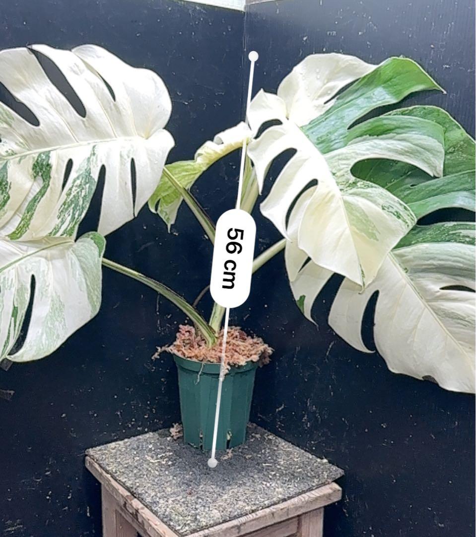 D*l様 斑入りモンステラ ホワイトタイガー極美大株56cm白斑多 - メルカリ