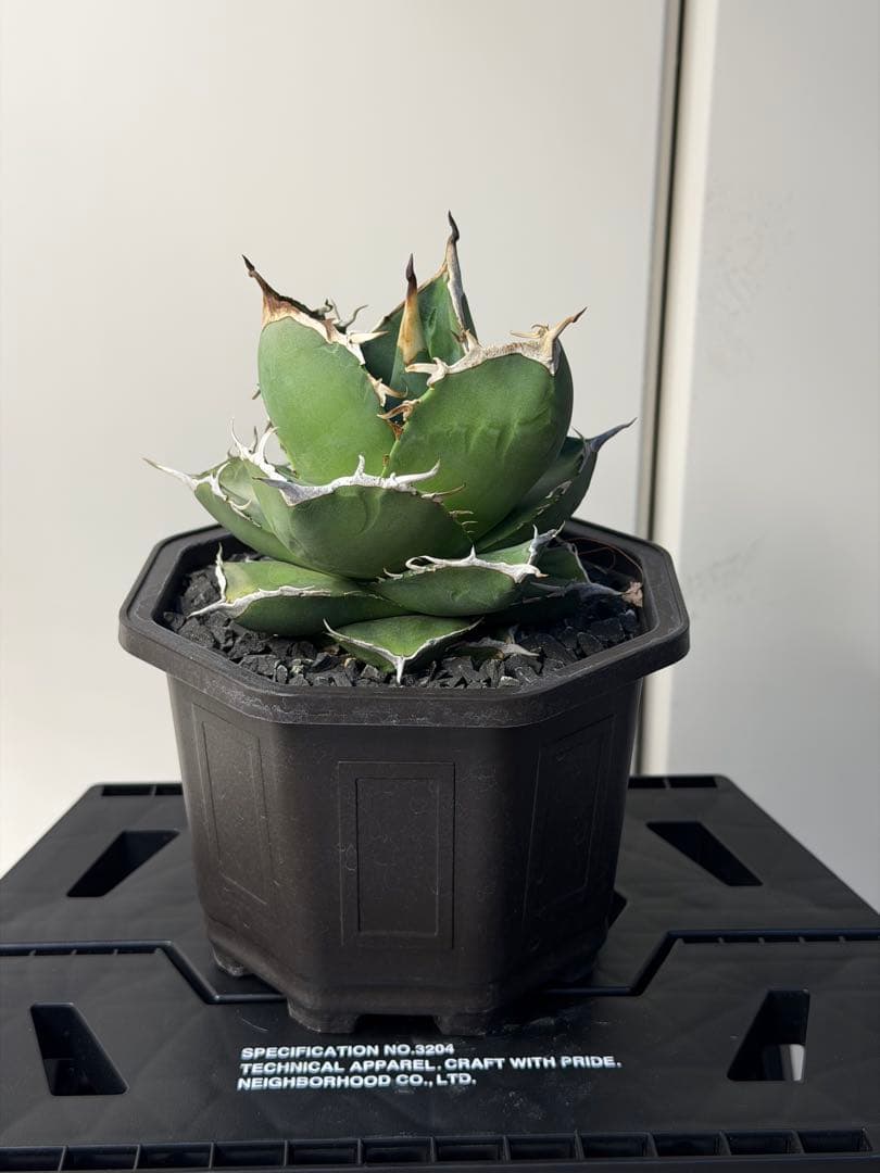 ［親株出品］アガベ　秋月