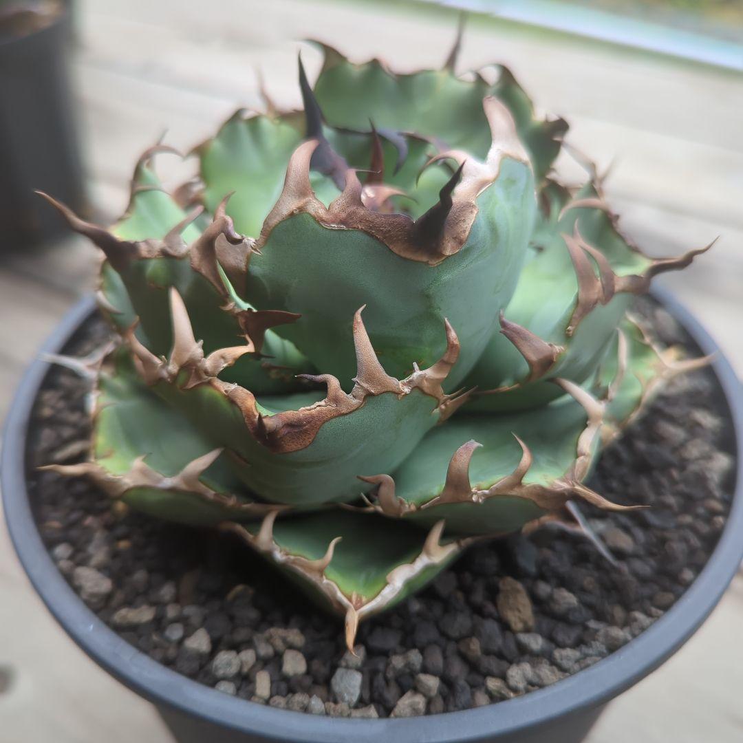 アガベ 黒鯨 鉢ごと - メルカリ