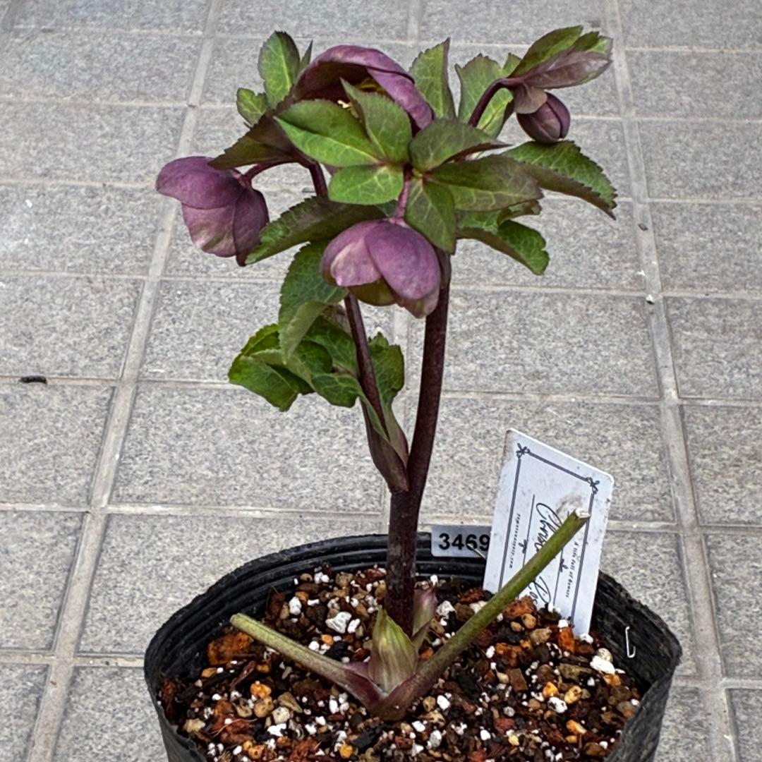 ラ*ク様 3469☘️花、タグ付き☘️⭐️あずき色⭐️小輪⭐️コロコロカップ⭐️