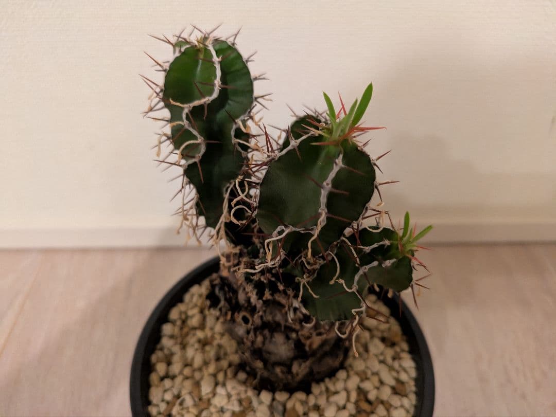 ムランジーナ　発根済　塊根植物