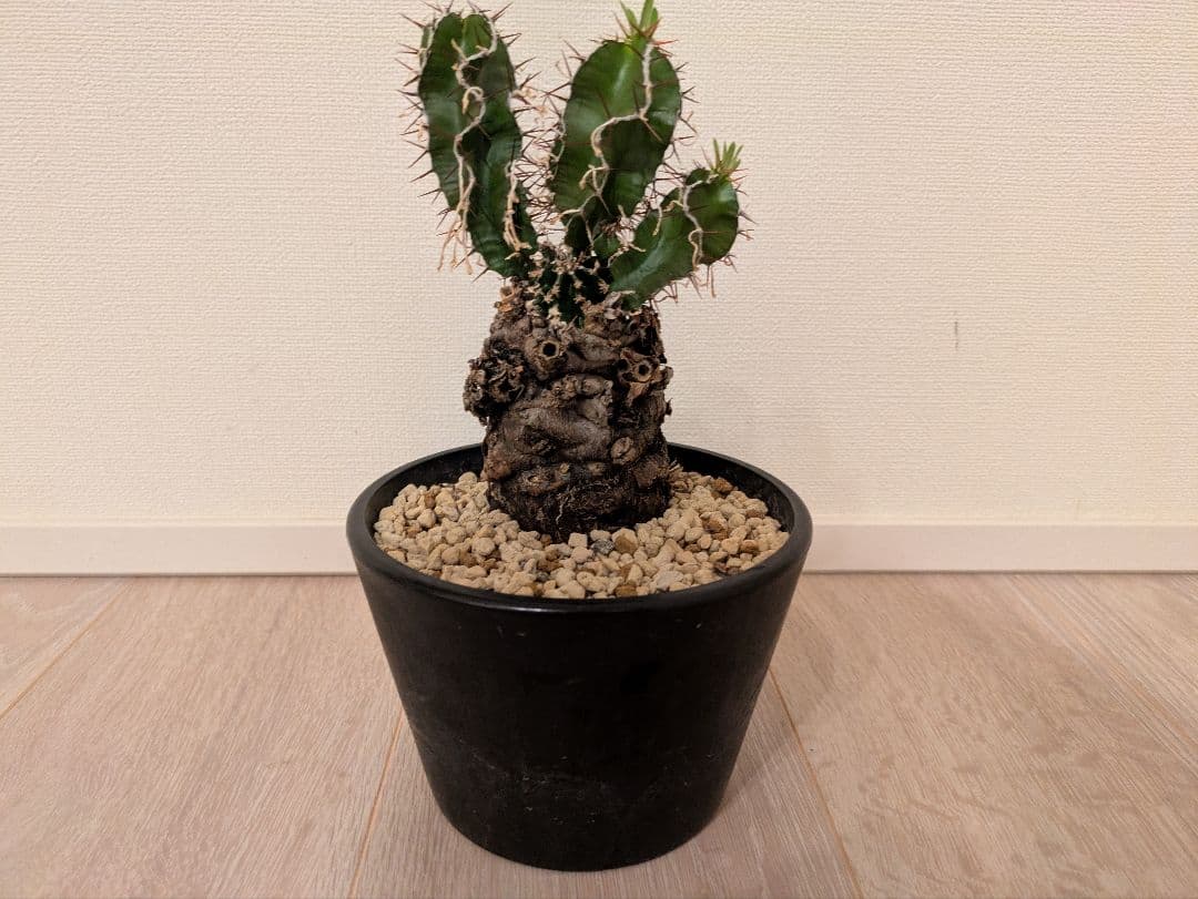 ムランジーナ　発根済　塊根植物