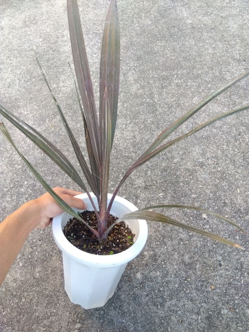 ビスマルキア　ノビリス　6号鉢つき　①