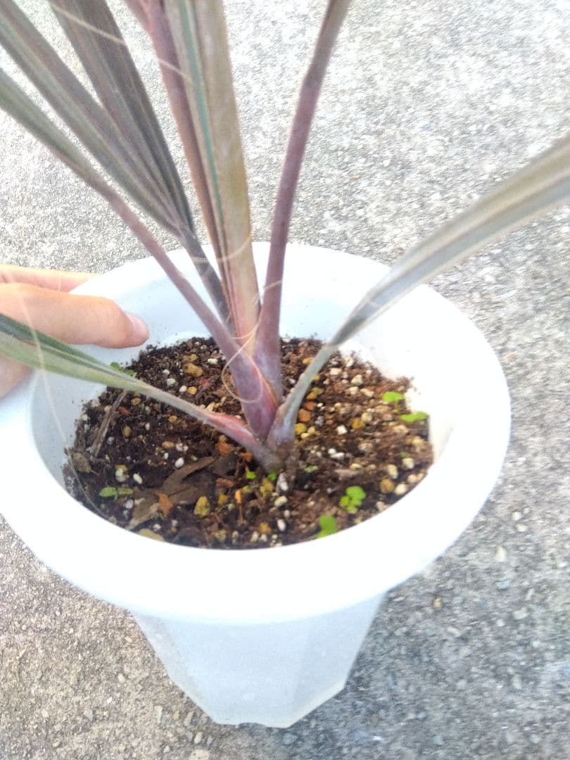 ビスマルキア　ノビリス　6号鉢つき　①