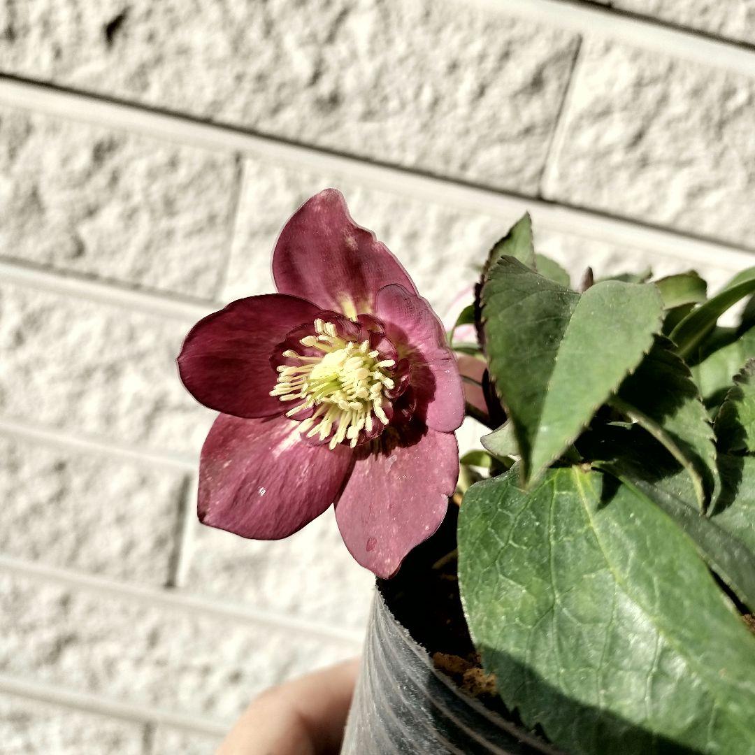 クリスマスローズ　sdポーセリン系　原種交配　大木ナーサリー　宿根　バラ　苗　鉢