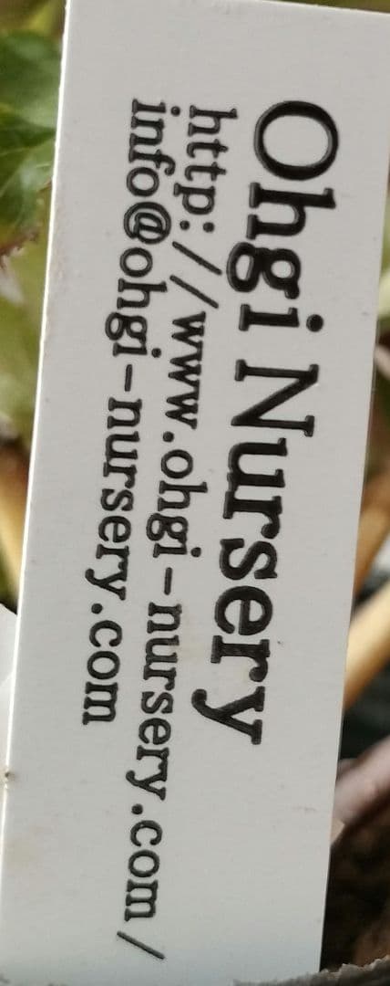 クリスマスローズ　sdポーセリン系　原種交配　大木ナーサリー　宿根　バラ　苗　鉢