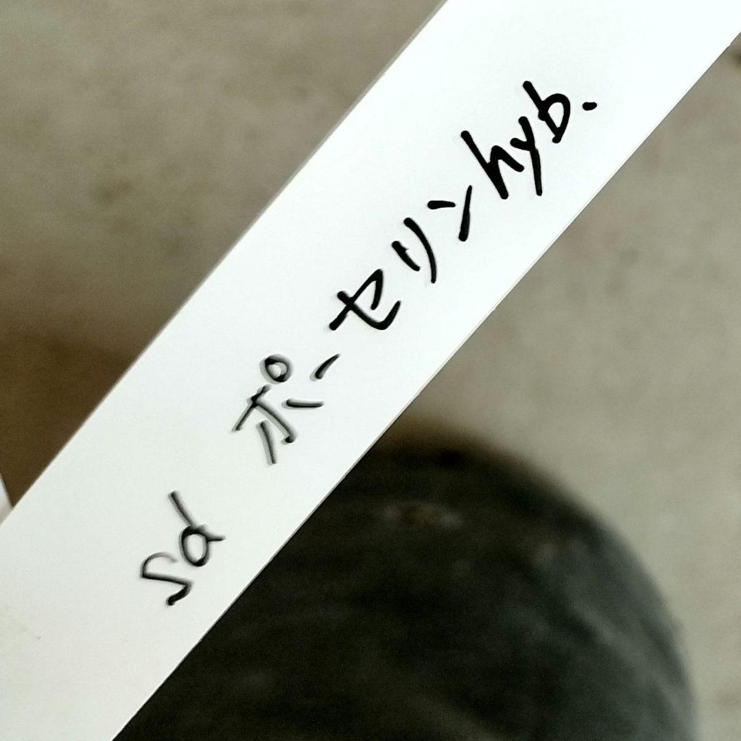 クリスマスローズ　sdポーセリン系　原種交配　大木ナーサリー　宿根　バラ　苗　鉢