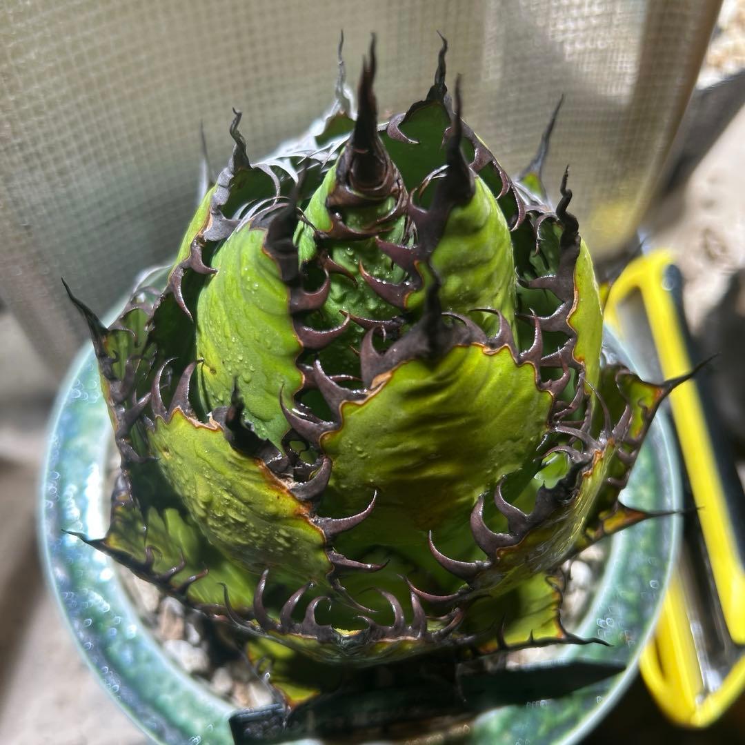 アガベ ホリダ 陽炎 SS級選抜株 大株 ボールタイプ ドワーフ 発根管理