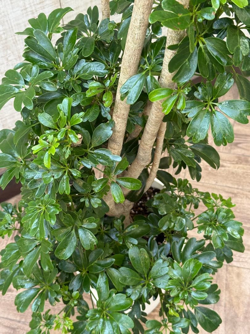 ☆ シェフレラ レナータ♪ 117cm 太幹♪