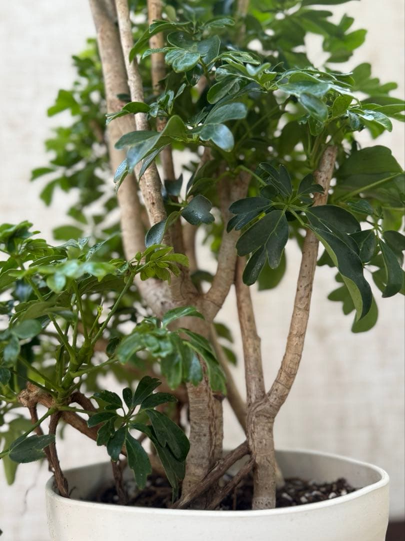 ☆ シェフレラ レナータ♪ 117cm 太幹♪