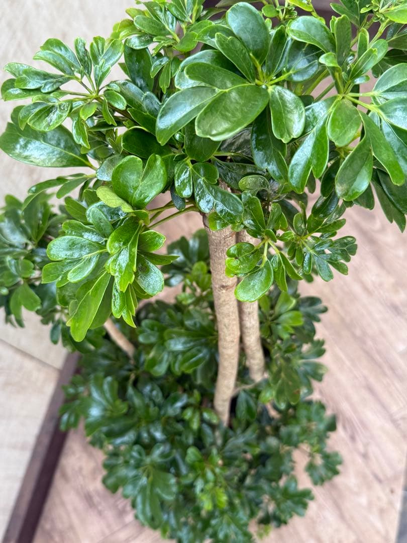 ☆ シェフレラ レナータ♪ 117cm 太幹♪