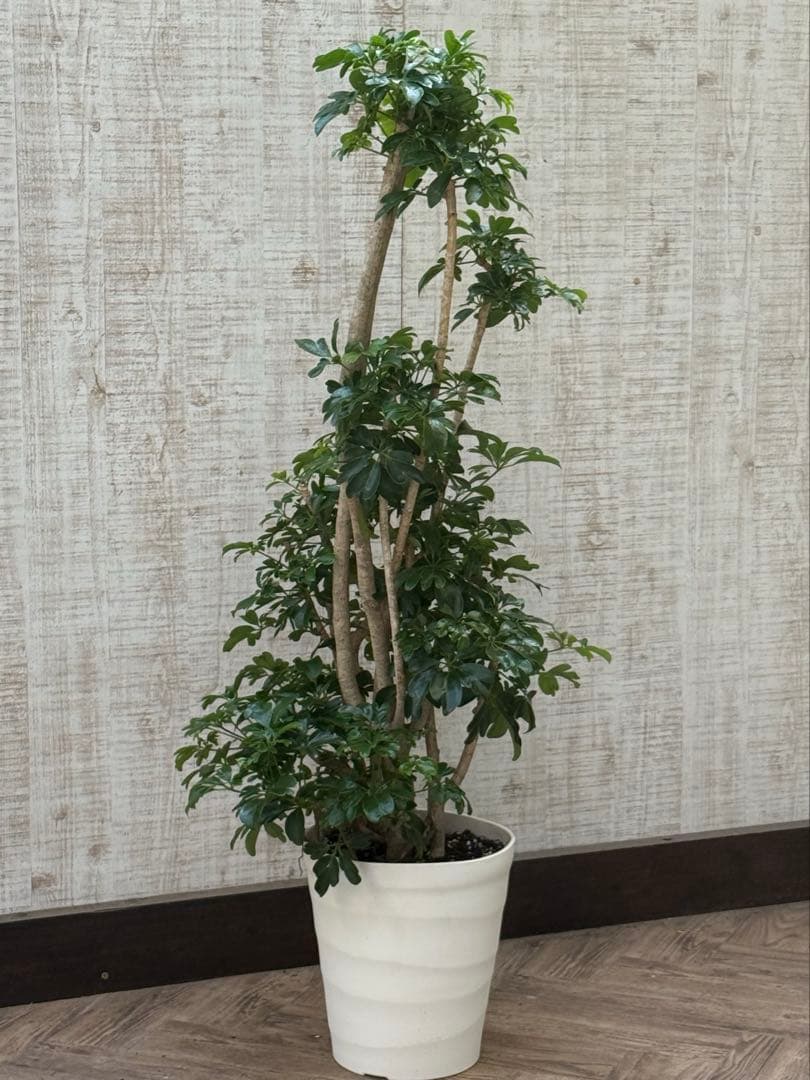 ☆ シェフレラ レナータ♪ 117cm 太幹♪