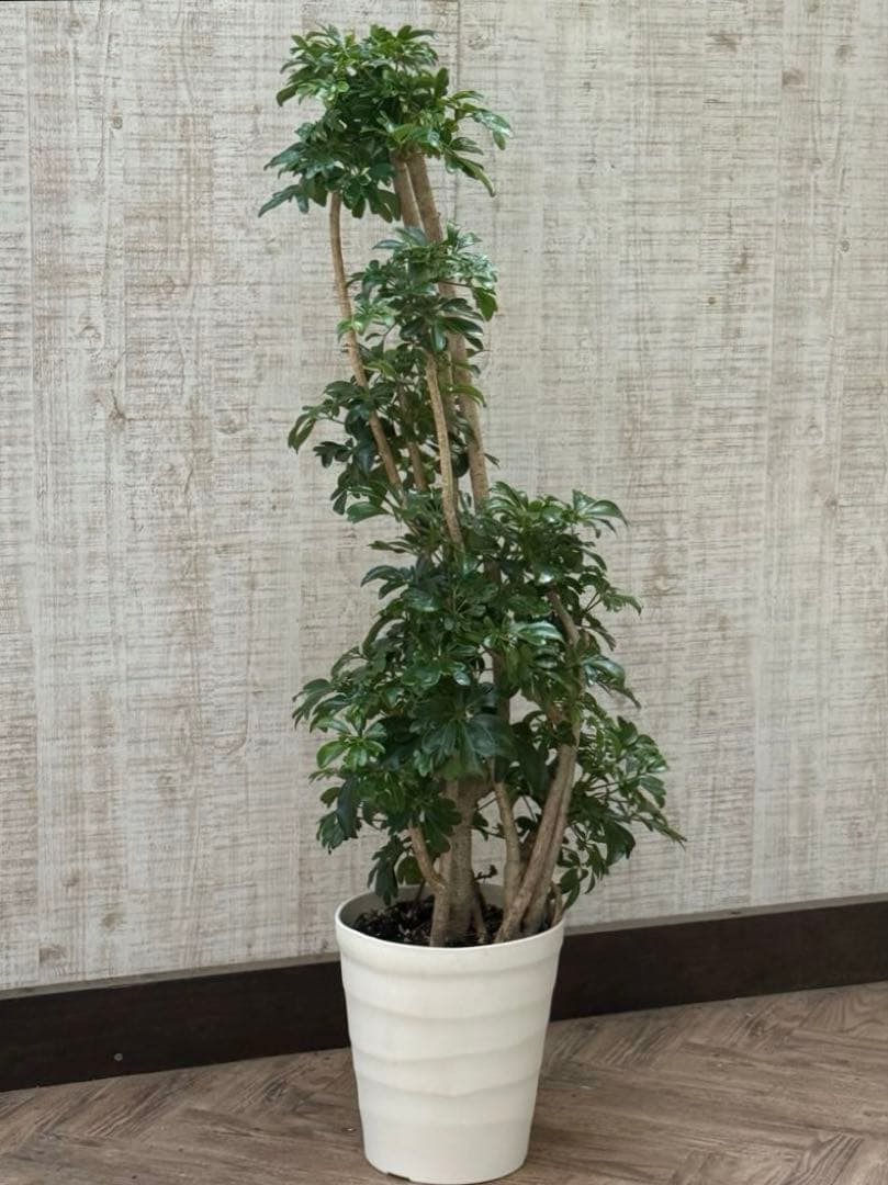 ☆ シェフレラ レナータ♪ 117cm 太幹♪