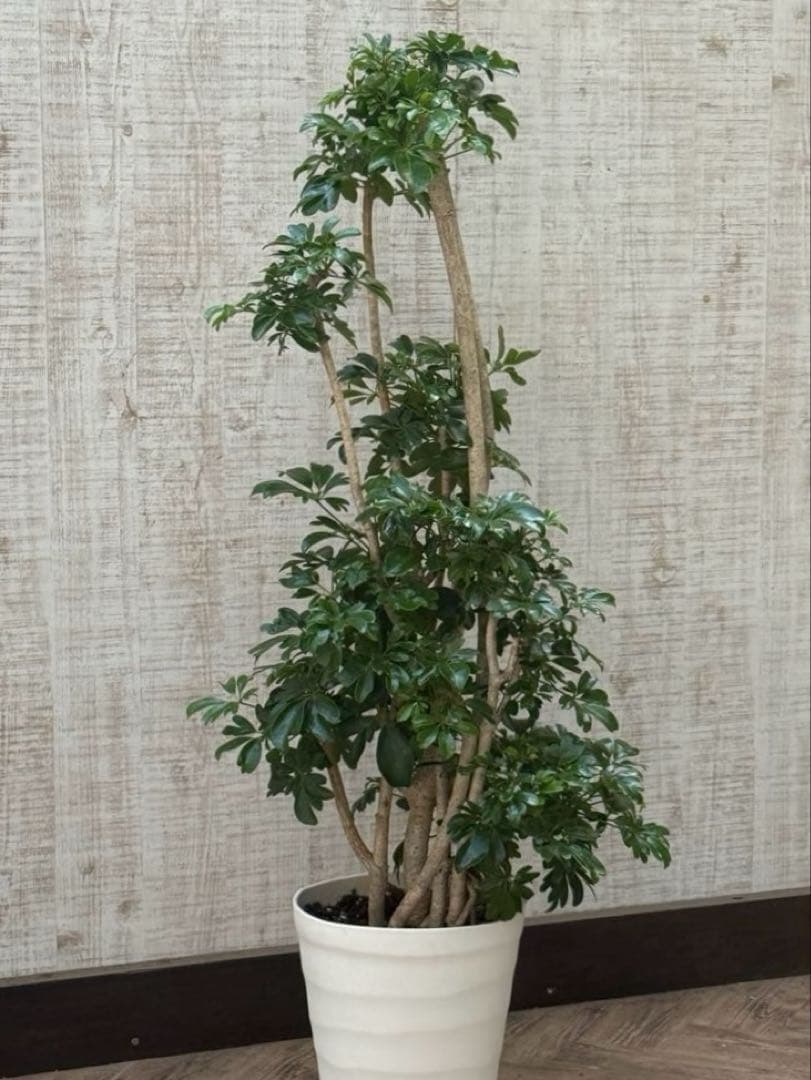 ☆ シェフレラ レナータ♪ 117cm 太幹♪