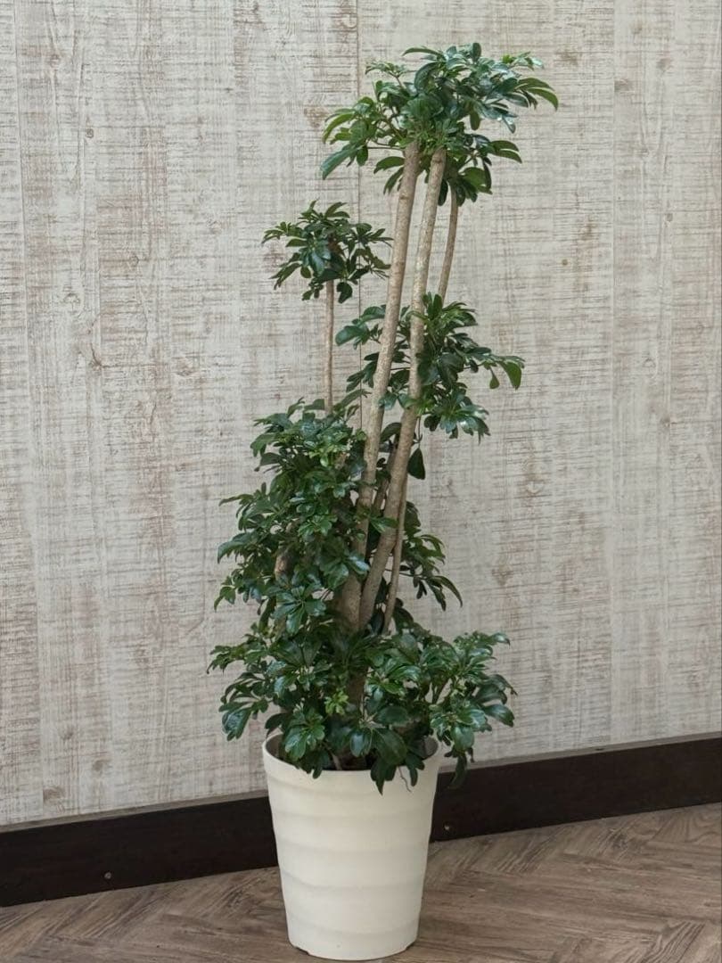 ☆ シェフレラ レナータ♪ 117cm 太幹♪