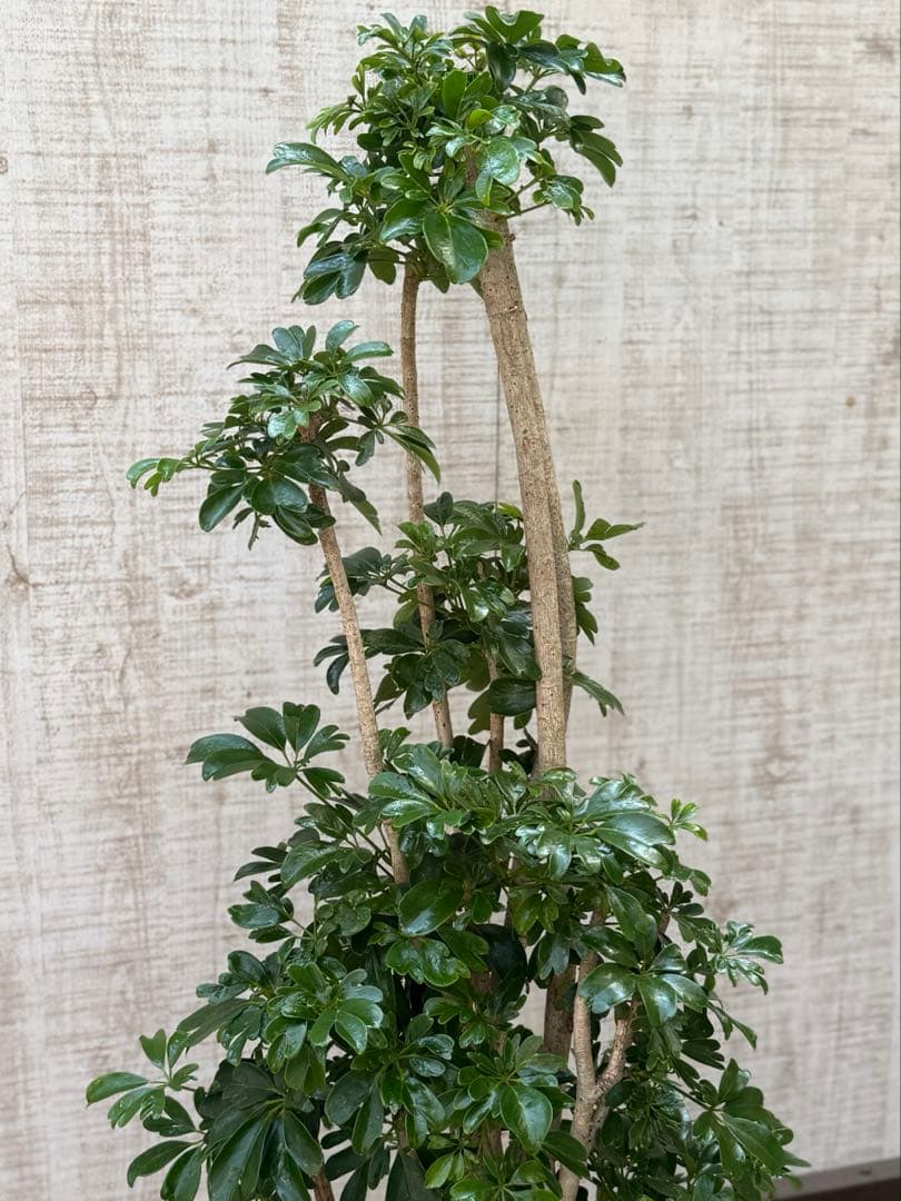 ☆ シェフレラ レナータ♪ 117cm 太幹♪