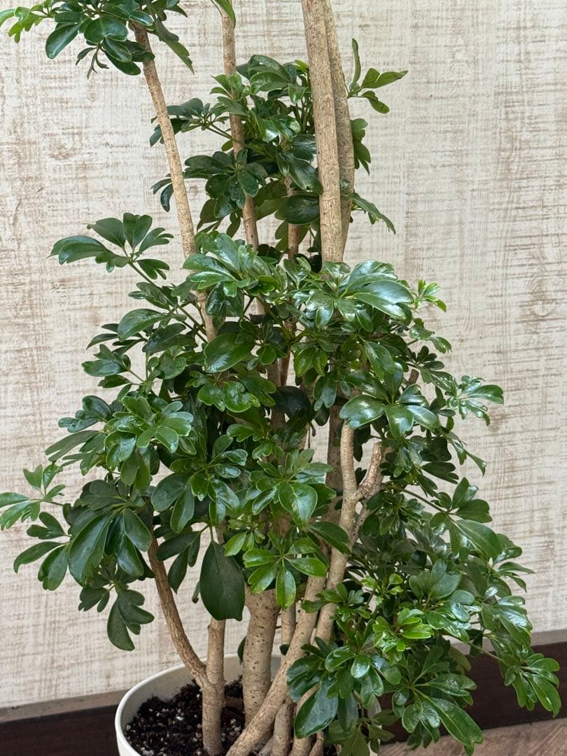 ☆ シェフレラ レナータ♪ 117cm 太幹♪