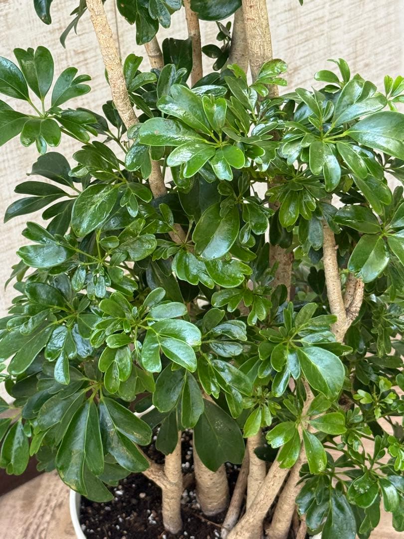 ☆ シェフレラ レナータ♪ 117cm 太幹♪